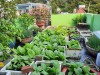 Mô hình trồng rau tăng gia trên sân thượng